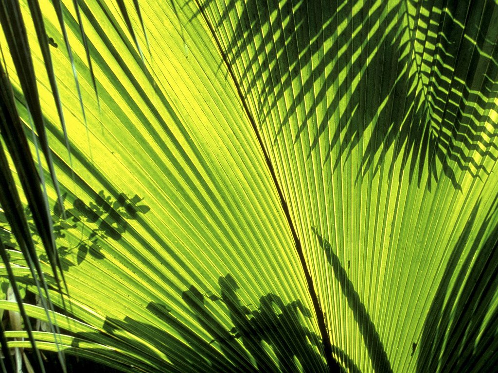 Nature's Design, Seychelles